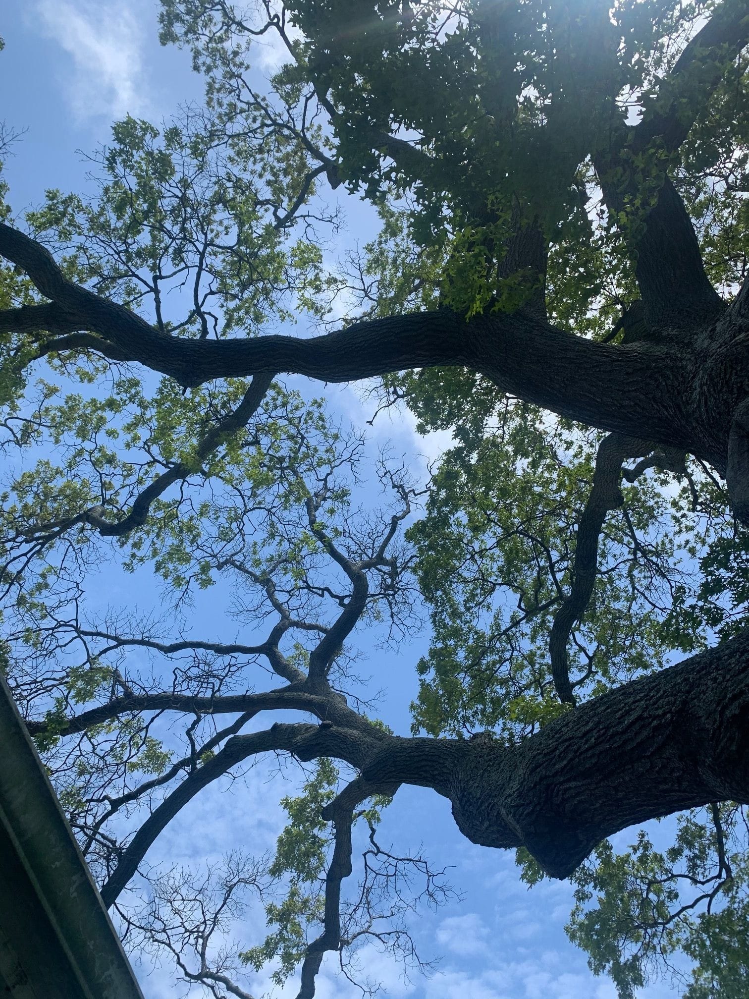 Tree from the Bottom View