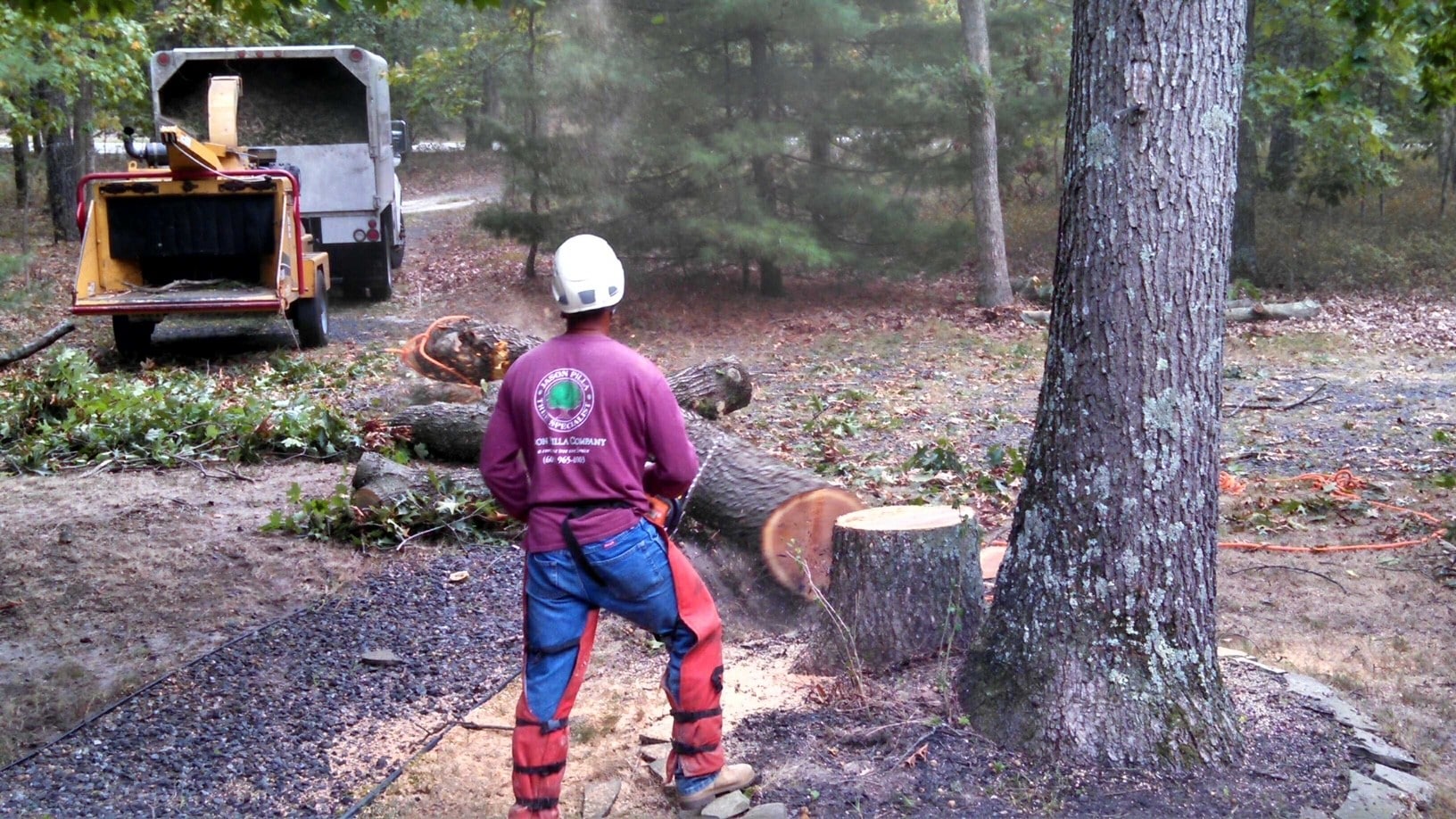 Removal of a Large Tree by Arborist